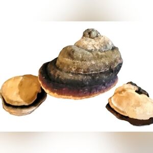 Lot Of 3 Old Dried Shelf Mushroom Fungus for Collection, Crafts, Aquariums